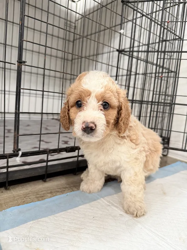 Max, a male Miniature Goldendoodle for sale in Miami, FL – 1 of 10