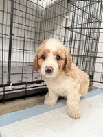 Max, a male Miniature Goldendoodle for sale in Miami, FL – 1 of 10