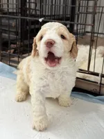 Bella, a female Miniature Goldendoodle for sale in Miami, FL – 9 of 9