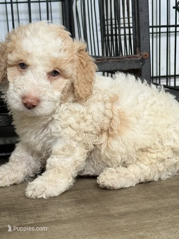 Daisy, a female Miniature Goldendoodle for sale in Miami, FL – 1 of 9