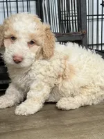 Daisy, a female Miniature Goldendoodle for sale in Miami, FL – 1 of 9
