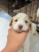 Bella, a female Miniature Goldendoodle for sale in Miami, FL – 3 of 9
