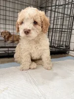 Cloe, a female Miniature Goldendoodle for sale in Miami, FL – 4 of 9
