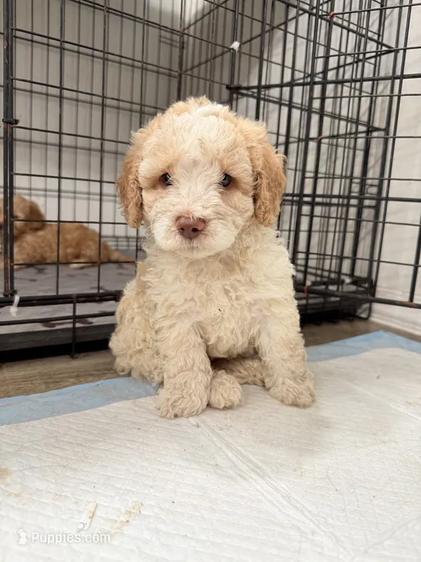 Cloe, a female Miniature Goldendoodle for sale in Miami, FL – 1 of 9