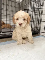 Cloe, a female Miniature Goldendoodle for sale in Miami, FL – 1 of 9