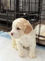 Bella, a female Miniature Goldendoodle for sale in Miami, FL – 6 of 9