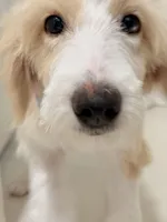 Alaska, a female Aussiedoodle for sale in Miami, FL – 3 of 4