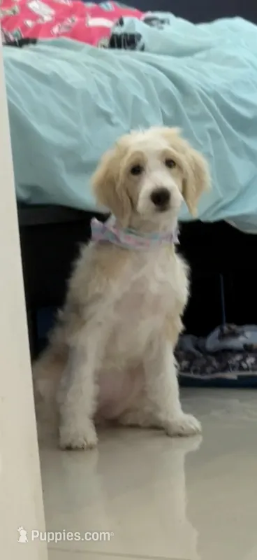 Alaska – Aussiedoodle puppy for sale in Miami, FL
