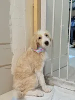 Alaska, a female Aussiedoodle for sale in Miami, FL – 4 of 4
