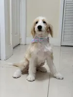 Alaska, a female Aussiedoodle for sale in Miami, FL – 2 of 4