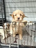 Cinnamon , a female Miniature Goldendoodle for sale in Miami, FL – 9 of 10