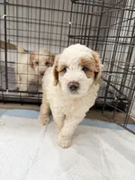 Toby, a male Miniature Goldendoodle for sale in Miami, FL – 2 of 10
