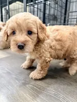 Nala, a female Miniature Goldendoodle for sale in Miami, FL – 5 of 10