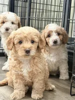 Cloe, a female Miniature Goldendoodle for sale in Miami, FL – 9 of 9