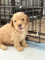 Cinnamon , a female Miniature Goldendoodle for sale in Miami, FL – 5 of 10
