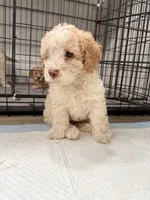 Cloe, a female Miniature Goldendoodle for sale in Miami, FL – 6 of 9
