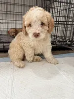 Cloe, a female Miniature Goldendoodle for sale in Miami, FL – 3 of 9