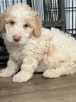 Daisy, a female Miniature Goldendoodle for sale in Miami, FL – 6 of 9