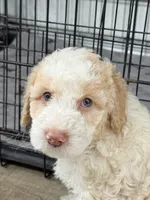 Daisy, a female Miniature Goldendoodle for sale in Miami, FL – 2 of 9