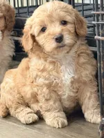 Nala, a female Miniature Goldendoodle for sale in Miami, FL – 9 of 10