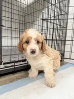 Max, a male Miniature Goldendoodle for sale in Miami, FL – 4 of 10