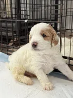 Toby, a male Miniature Goldendoodle for sale in Miami, FL – 7 of 10