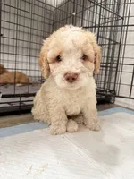Cloe, a female Miniature Goldendoodle for sale in Miami, FL – 2 of 9
