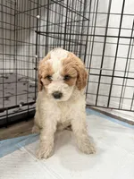 Bella, a female Miniature Goldendoodle for sale in Miami, FL – 6 of 8