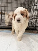 Toby, a male Miniature Goldendoodle for sale in Miami, FL – 8 of 10