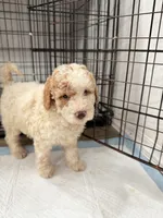 Mila, a female Miniature Goldendoodle for sale in Miami, FL – 2 of 10