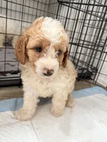 Max, a male Miniature Goldendoodle for sale in Miami, FL – 6 of 10