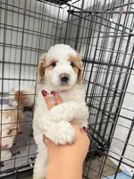 Toby, a male Miniature Goldendoodle for sale in Miami, FL – 3 of 10
