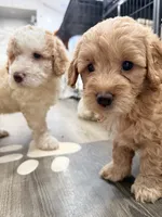 Nala, a female Miniature Goldendoodle for sale in Miami, FL – 7 of 10