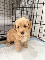 Nala, a female Miniature Goldendoodle for sale in Miami, FL – 4 of 10