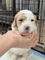 Mila, a female Miniature Goldendoodle for sale in Miami, FL – 5 of 10