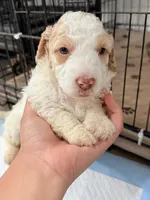 Daisy, a female Miniature Goldendoodle for sale in Miami, FL – 9 of 9
