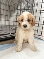 Bella, a female Miniature Goldendoodle for sale in Miami, FL – 3 of 8