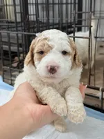 Mila, a female Miniature Goldendoodle for sale in Miami, FL – 8 of 10
