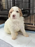 Mila, a female Miniature Goldendoodle for sale in Miami, FL – 10 of 10