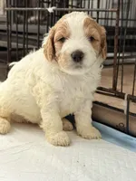 Bella, a female Miniature Goldendoodle for sale in Miami, FL – 4 of 8