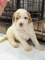 Mila, a female Miniature Goldendoodle for sale in Miami, FL – 3 of 10