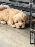 Nala, a female Miniature Goldendoodle for sale in Miami, FL – 6 of 10
