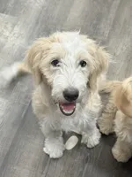 Alaska, a female Miniature Aussiedoodle for sale in Miami, FL – 3 of 8