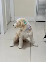 Alaska, a female Miniature Aussiedoodle for sale in Miami, FL – 4 of 8