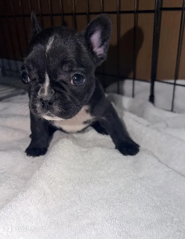 Tiny, a female French Bulldog for sale in Rensselaer, NY – Photo 1 of 7