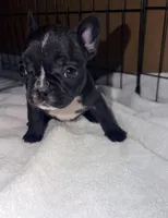 Tiny, a female French Bulldog for sale in Rensselaer, NY – Photo 1 of 7