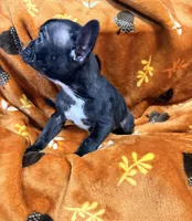 Tiny, a female French Bulldog for sale in Rensselaer, NY – Photo 7 of 7