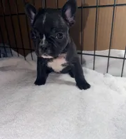 Tiny, a female French Bulldog for sale in Rensselaer, NY – Photo 3 of 7