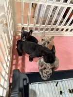 Tiny, a female French Bulldog for sale in Rensselaer, NY – Photo 5 of 7