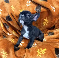 Tiny, a female French Bulldog for sale in Rensselaer, NY – Photo 6 of 7
